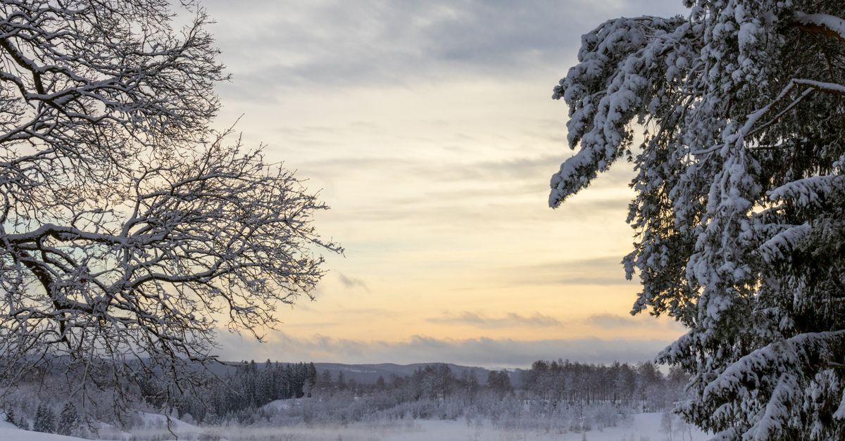 Peaceful winter landscape with snow-covered trees at sunset, capturing the serene beauty of nature.